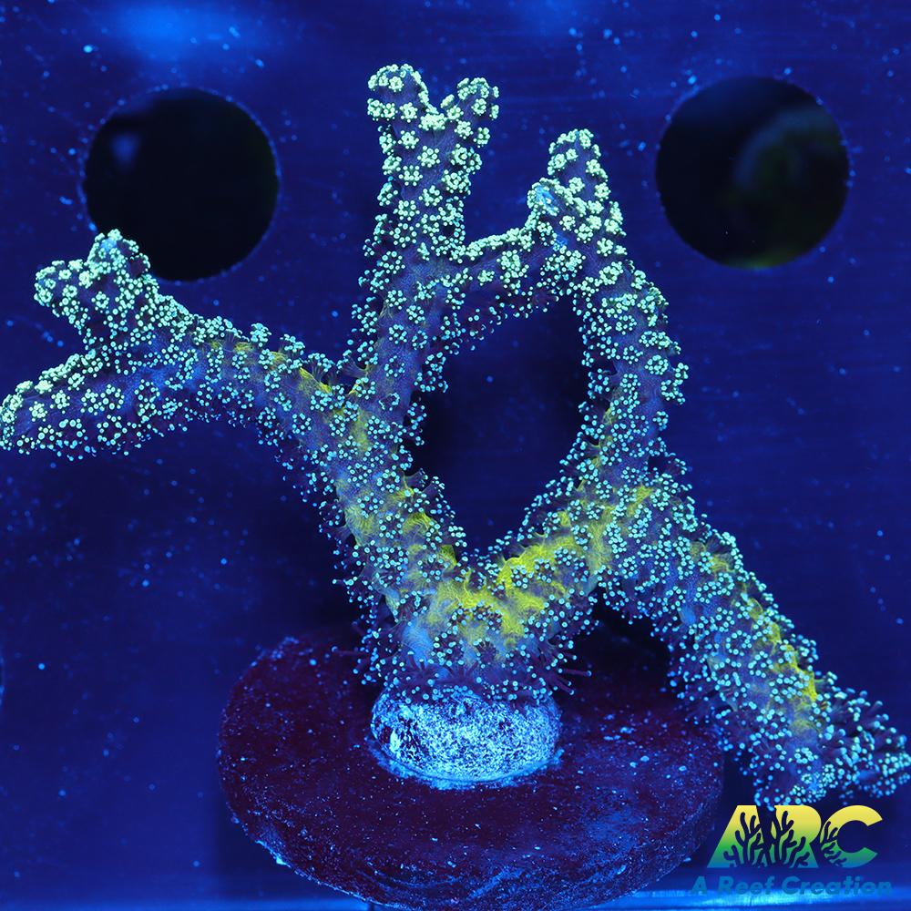 ORA Bird of Paradise Birdsnest