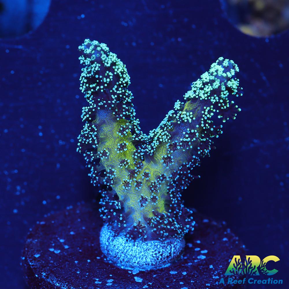 ORA Bird of Paradise Birdsnest