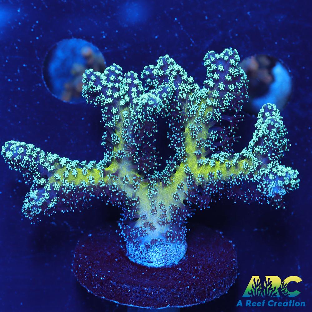 ORA Bird of Paradise Birdsnest