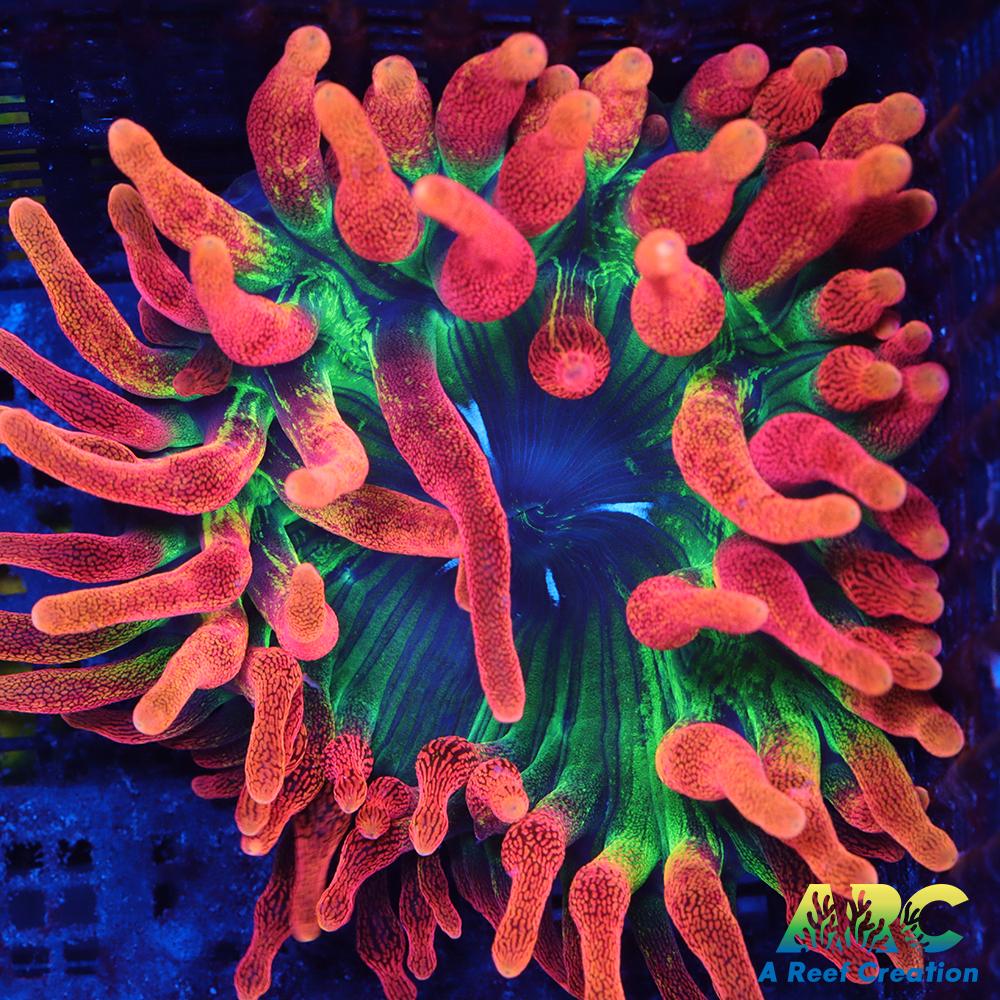 Chicago Sunburst BTA