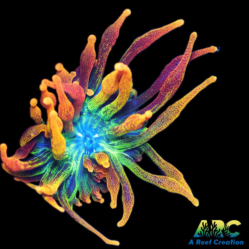 Chicago Sunburst BTA