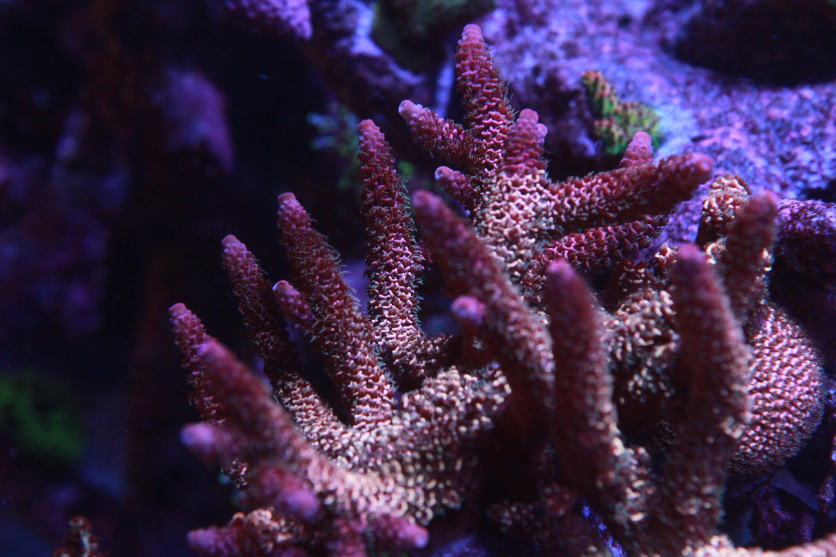 ARC Strawberry Spath