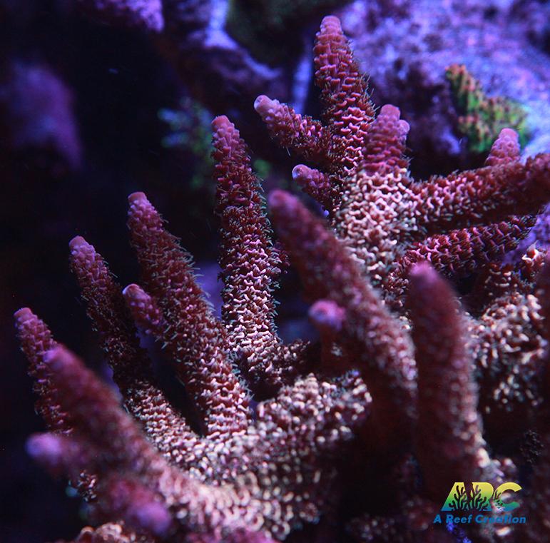 ARC Strawberry Spath