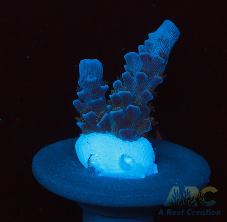 JF Jolt Acro