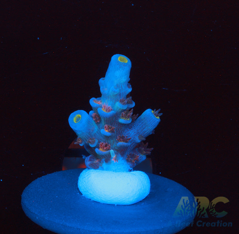 RRC Angry Birds Acro