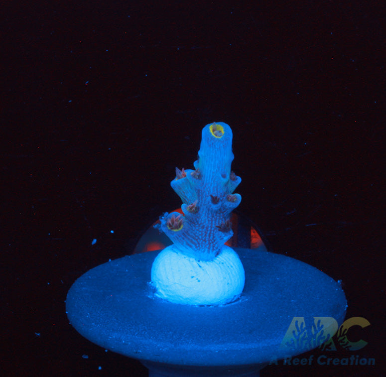 RRC Angry Birds Acro