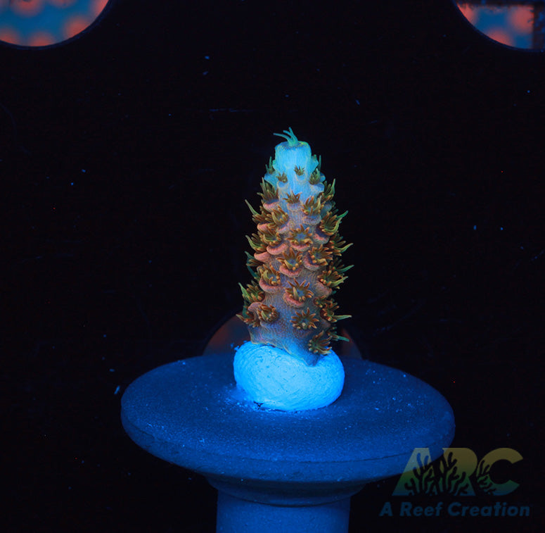 JF Solar Flare Milli