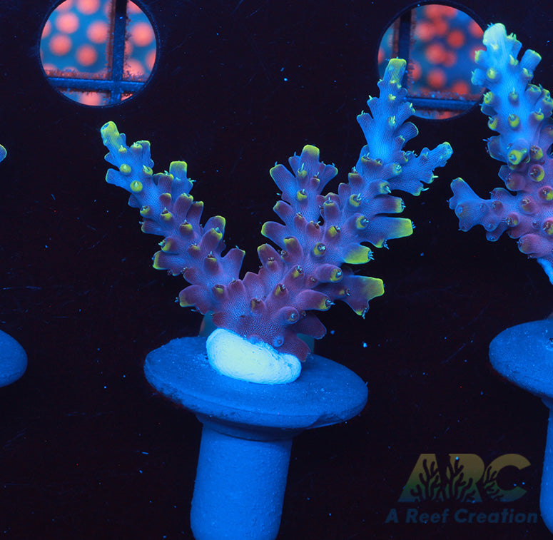 TCK New Dragon Acro