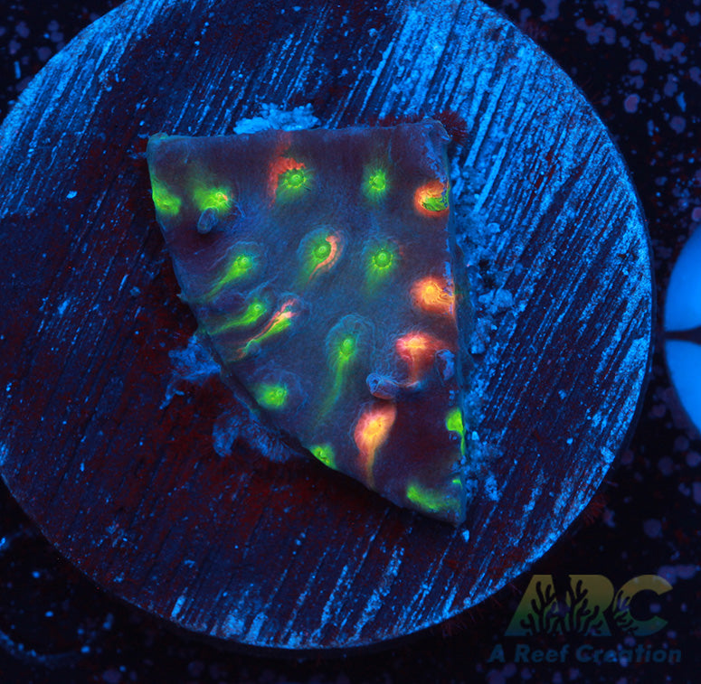 ARC Monet's Madness Cyphastrea