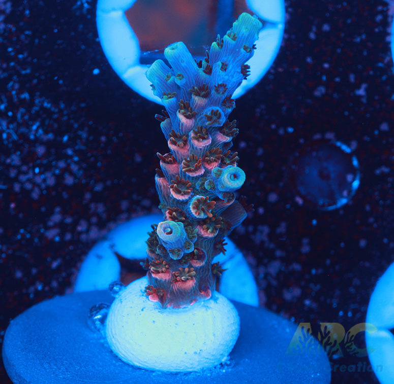 Sanjay's Party Time Acro