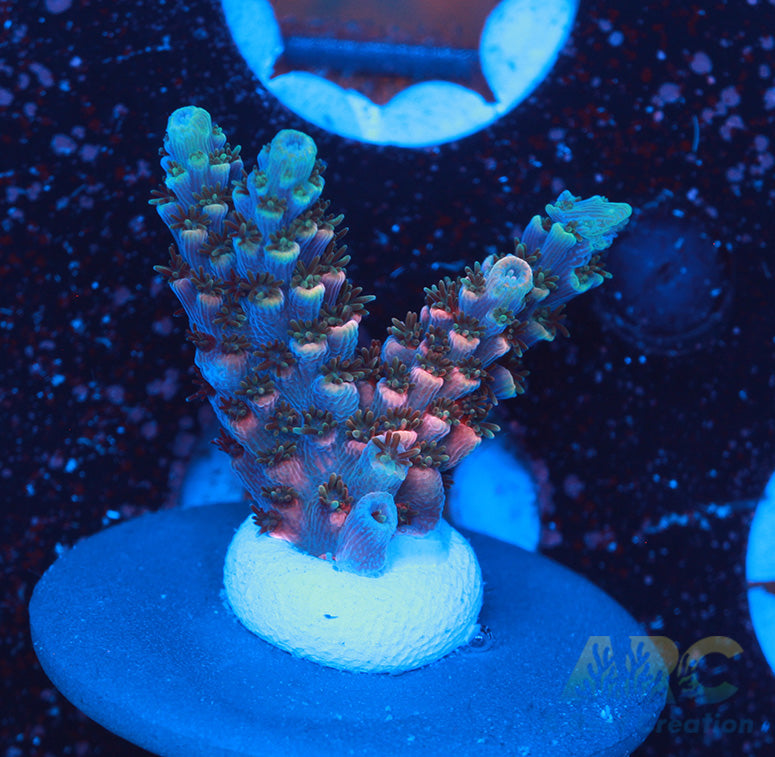 Sanjay's Party Time Acro