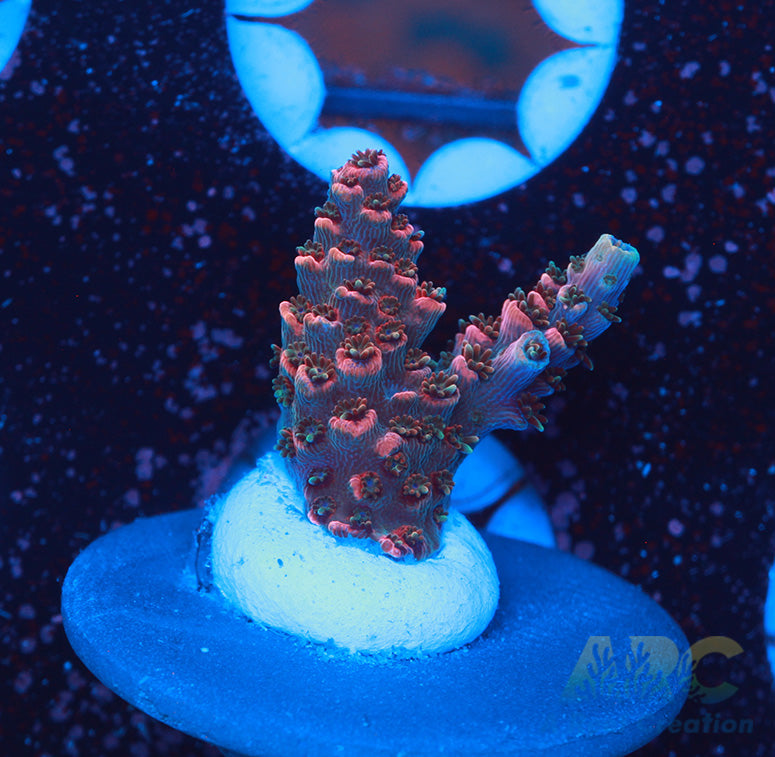 Sanjay's Party Time Acro