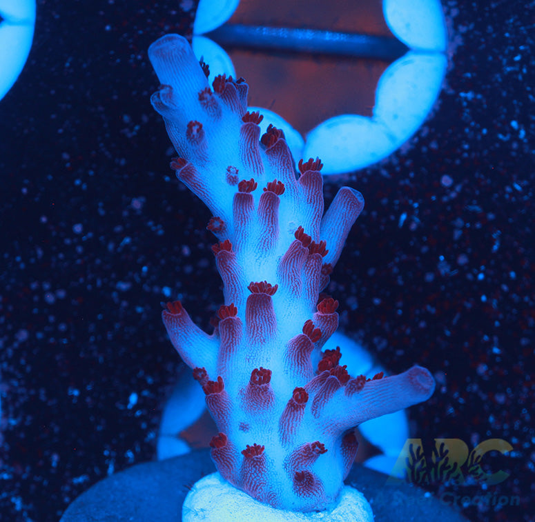 ARC Magic Dragon Acro