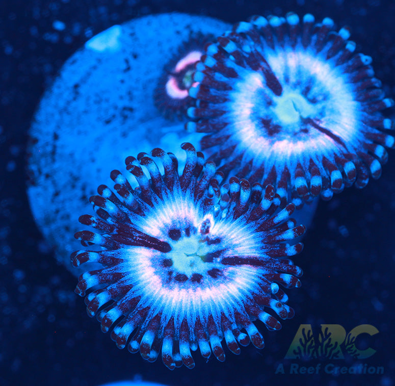 Cherry Corals Pink Constellations