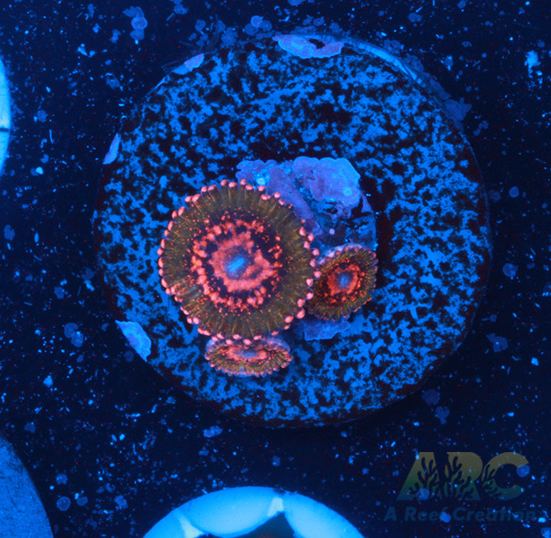 JF Azz Krak Zoas