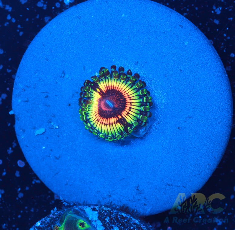GB Rainbow Eclipse