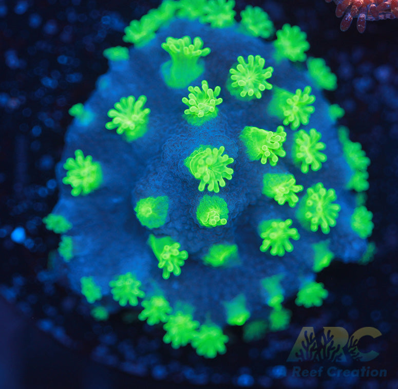 ARC Electric Astreopora