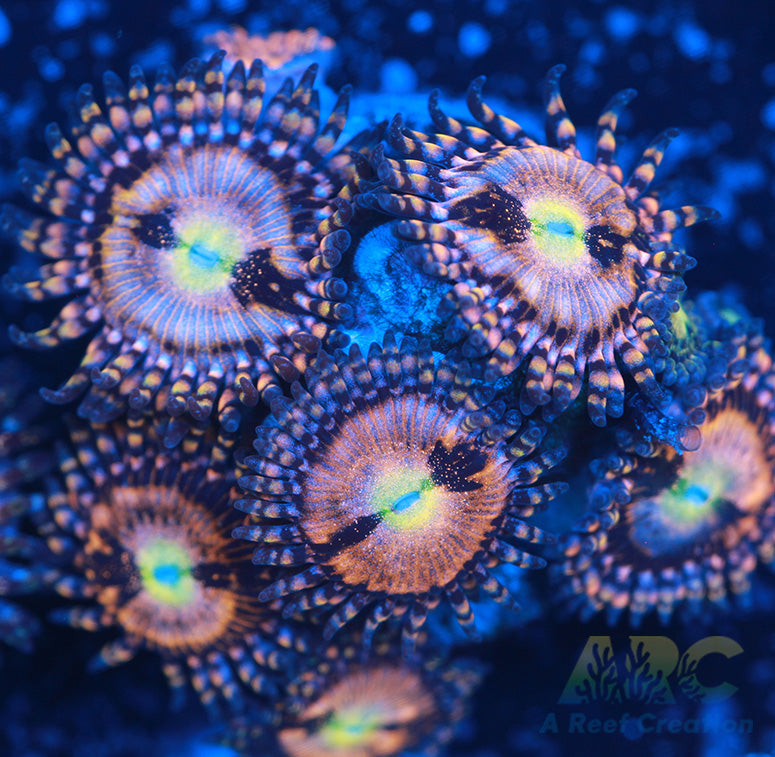 Alien Antivenom Zoas