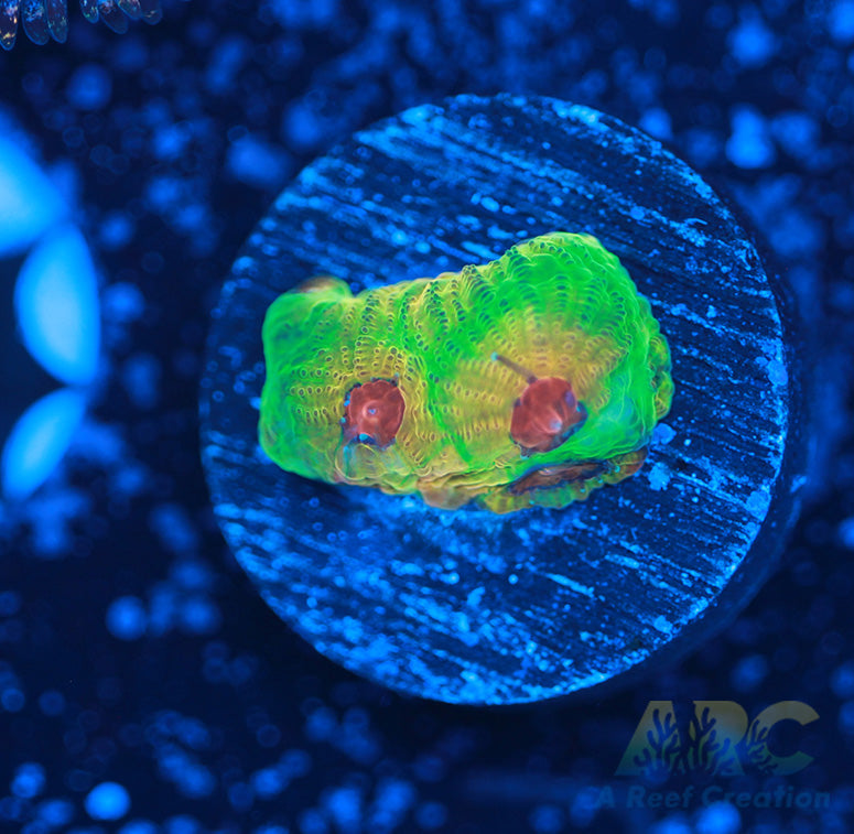 UC Fascination Favites