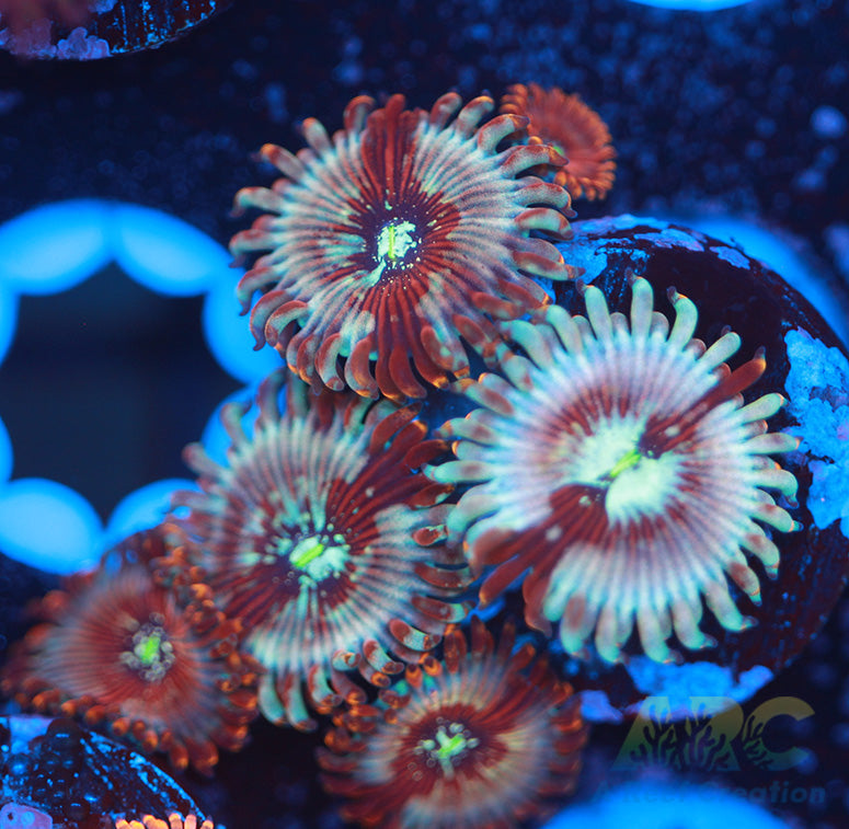 ARC Magical Magicians