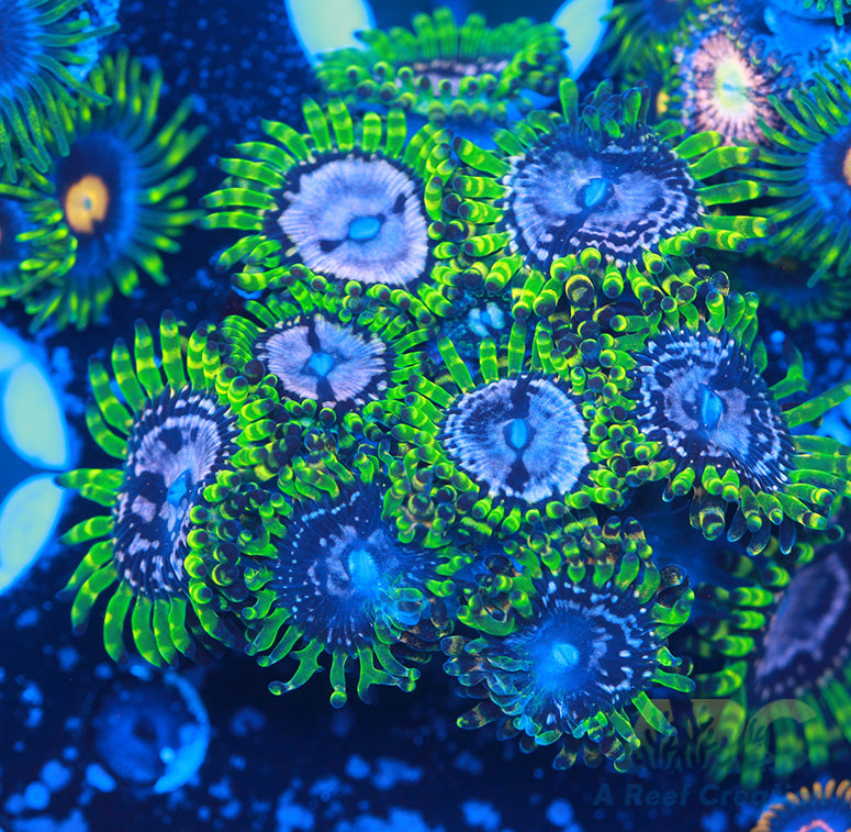 WWC Purple Monsters