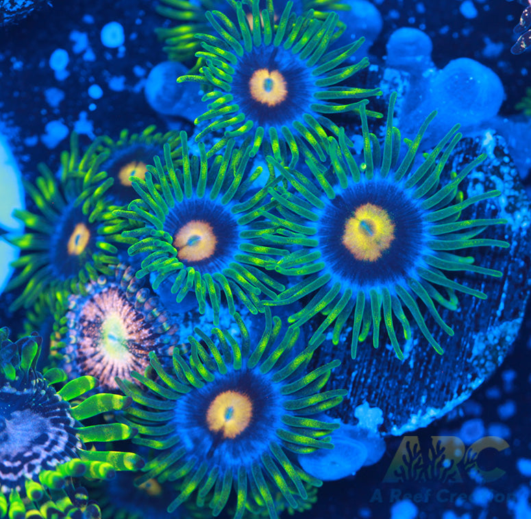 Blow Pops Zoas
