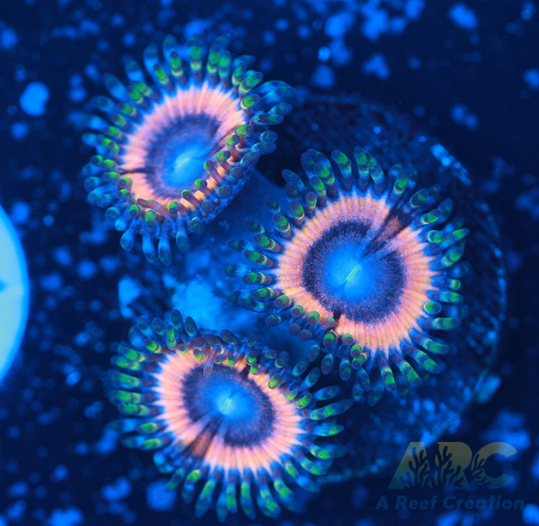 Van Helsings Zoas