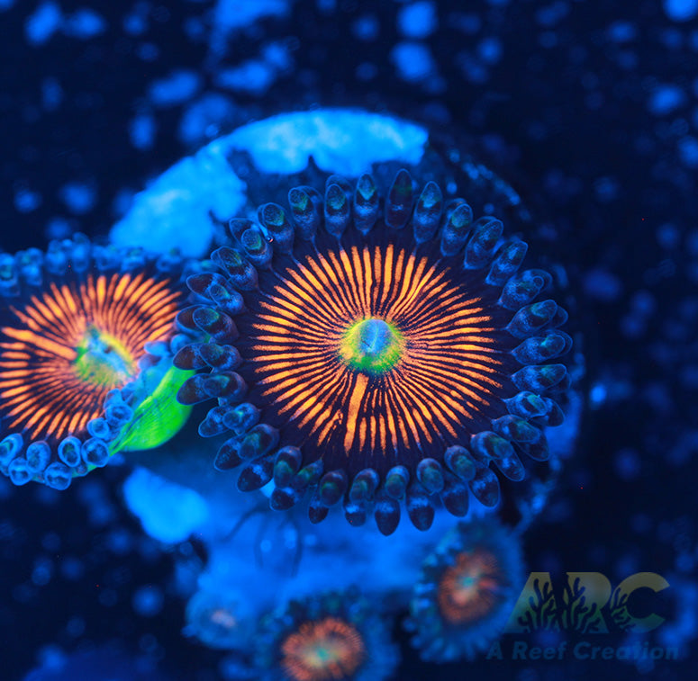 God of War Revolutions Zoas