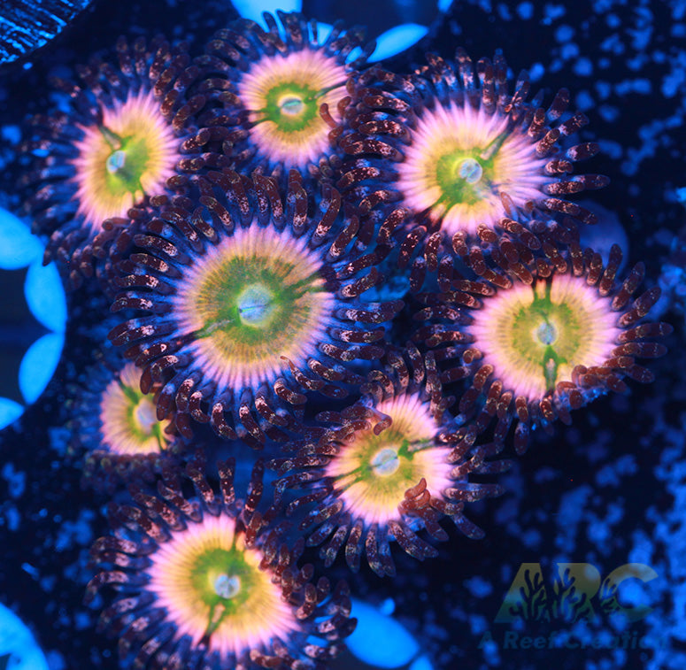 CB Rainbow Infusions