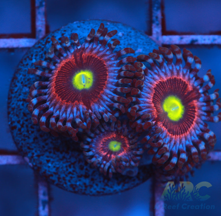 Pink Ring of Death Zoa