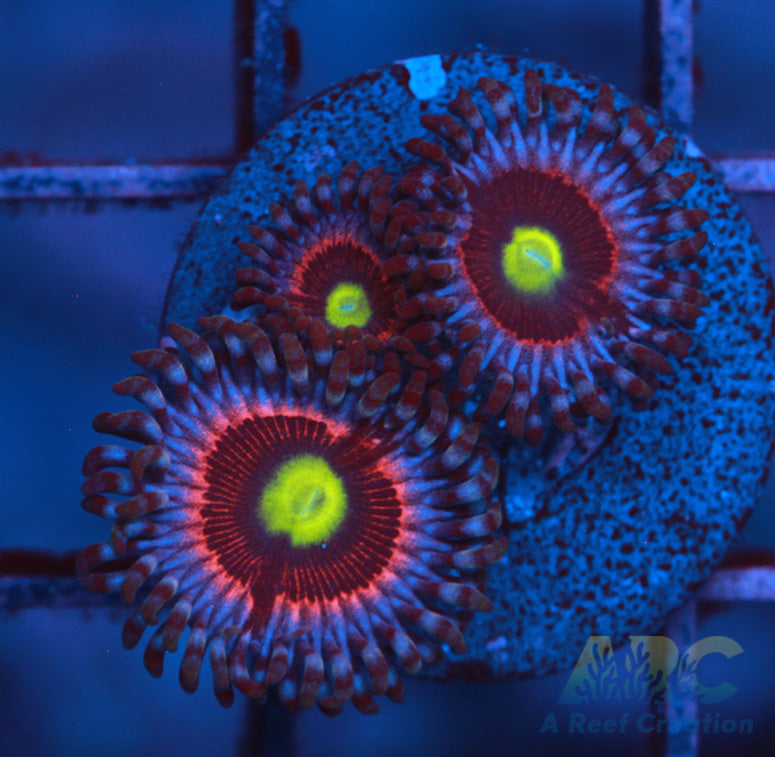 Pink Ring of Death Zoa