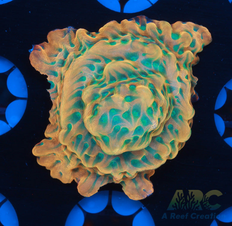 JF Beach Bum Montipora