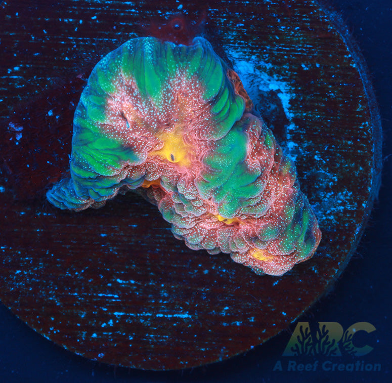 CC Space Cakes Favia