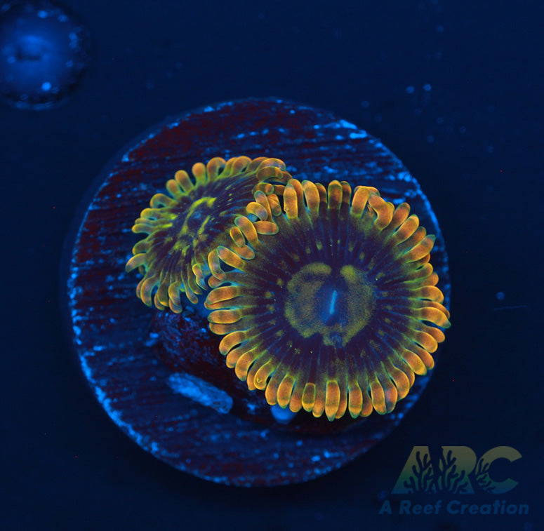 Rainbow Yoda Zoas