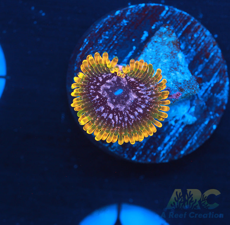 JF Acid Reflux Zoas
