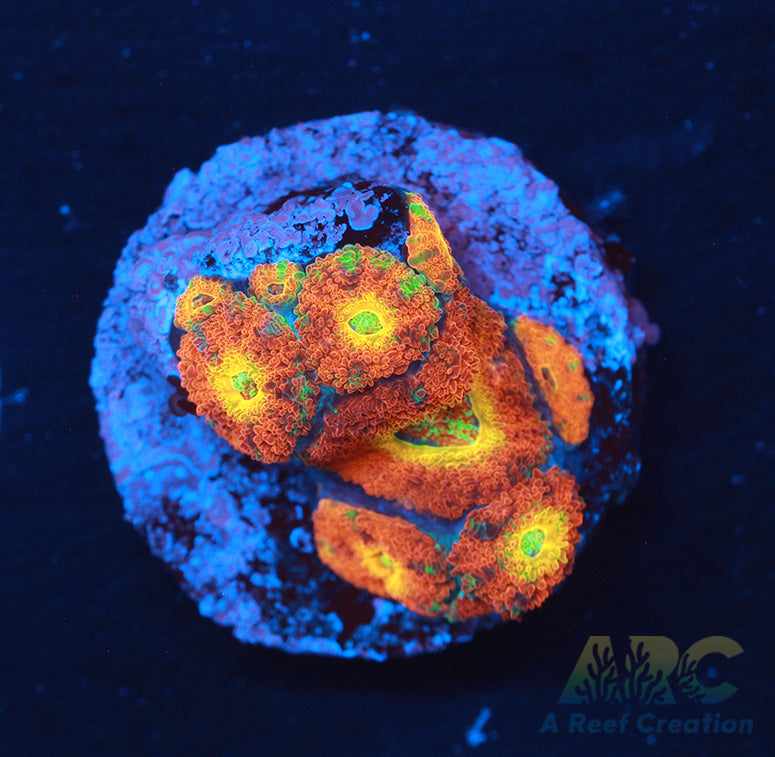 WWC Ruby Red Micromussa