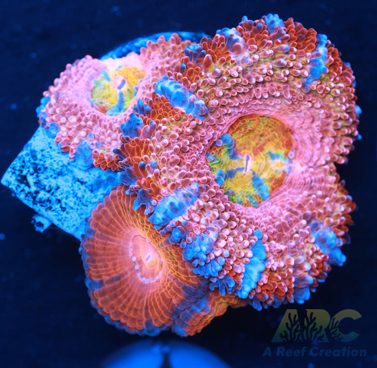 CC Queen Neptune Acan