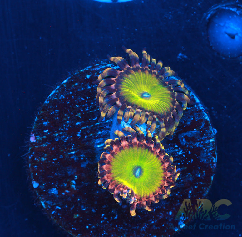 GB Rainbow Troll Zoas