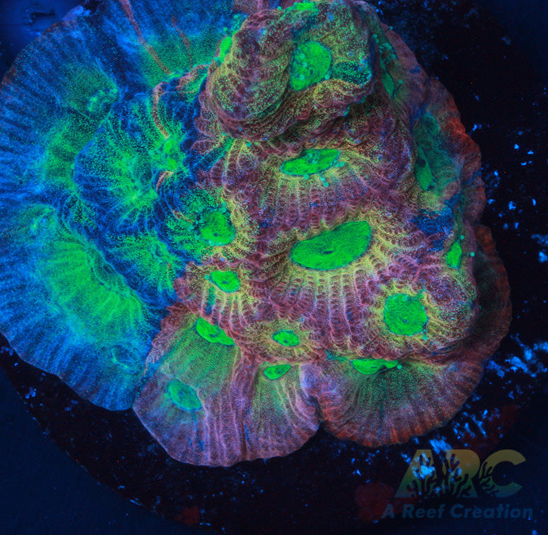 CC Uber Dayglo Favites