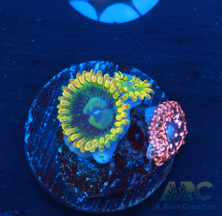 Rainbow Yoda Utter Chaos Combo