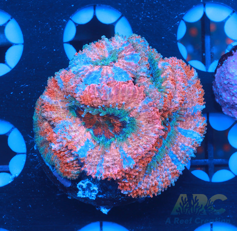 FF Blue Magic Acan