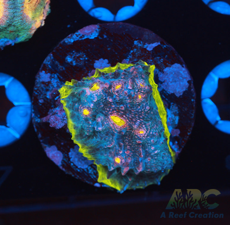 4 Color Watermelon Chalice