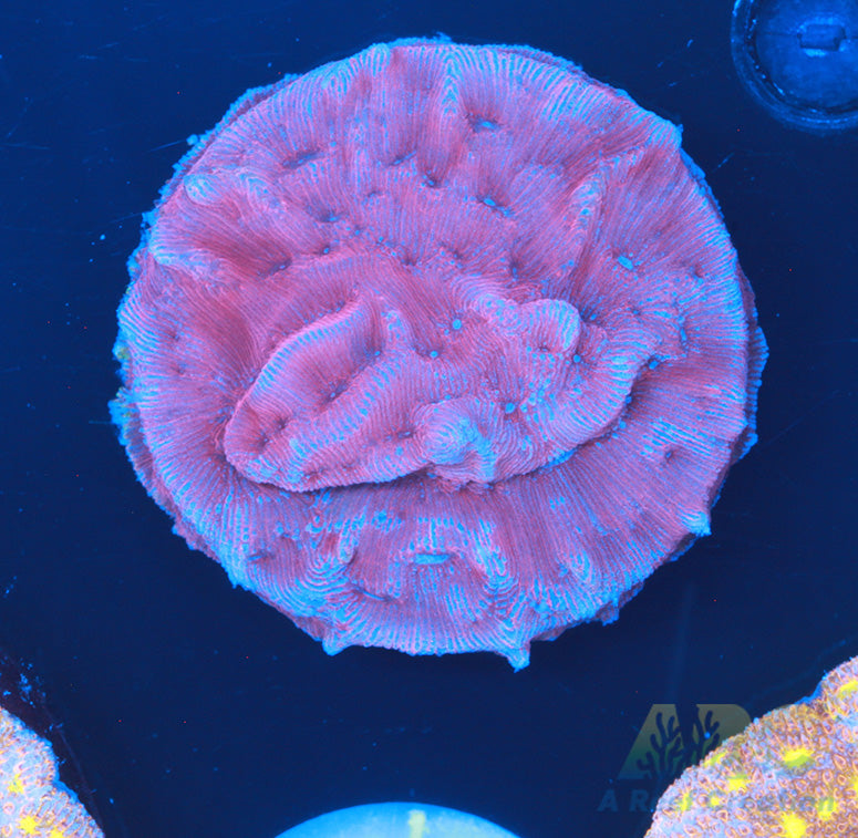 Pink Lepto