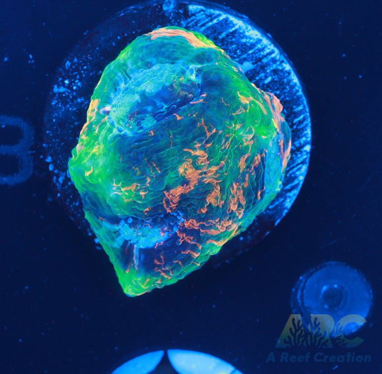 ARC Bottom Dweller Acan Echinata