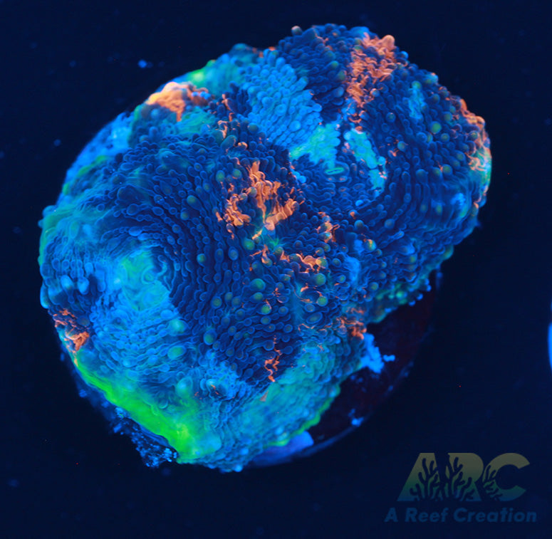 ARC Bottom Dweller Acan Echinata