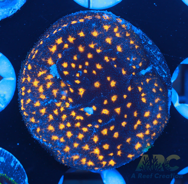 Orange Center Psammocora