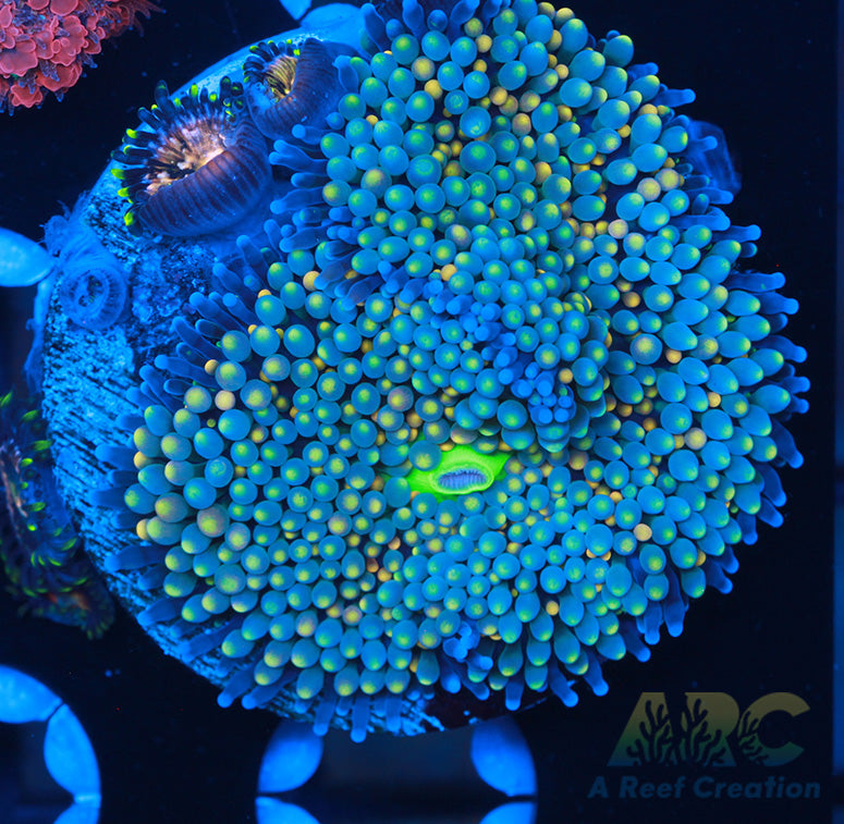 Neon Ricordea with Nirvanas