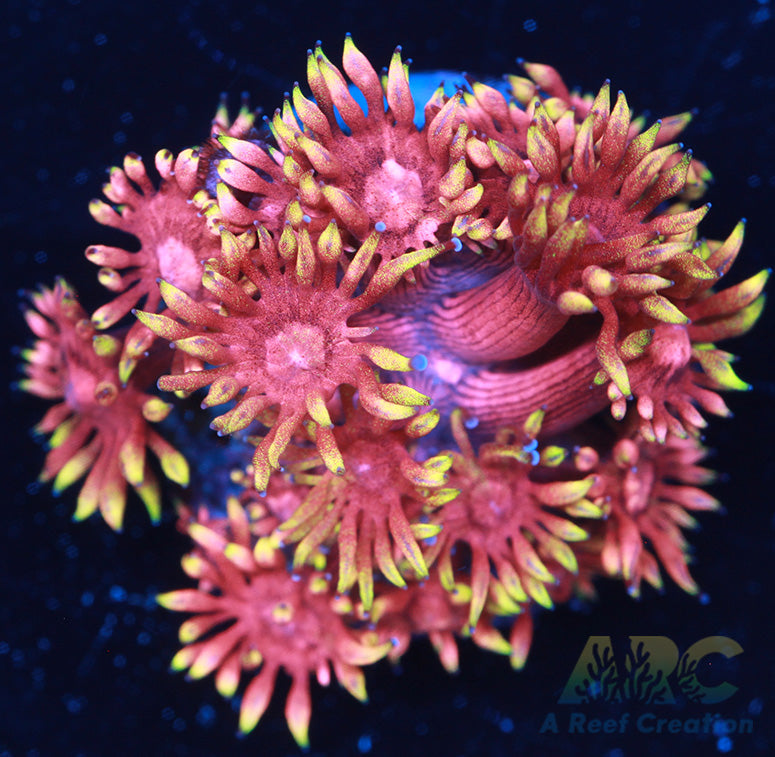Flame Tip Goniopora