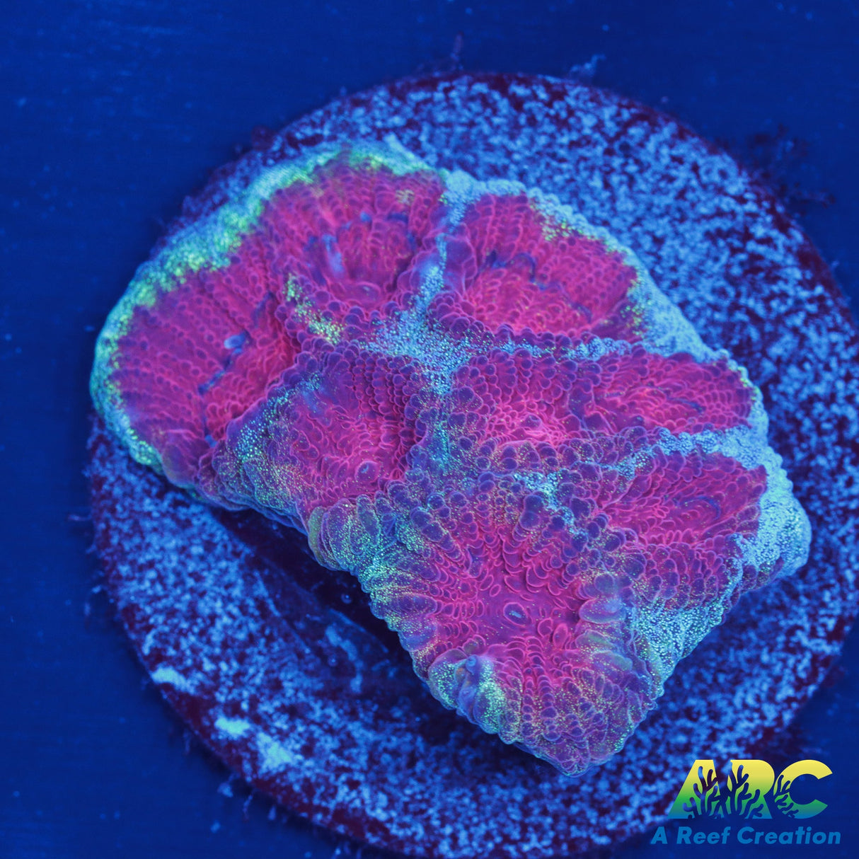 ARC Man of Steel Favia