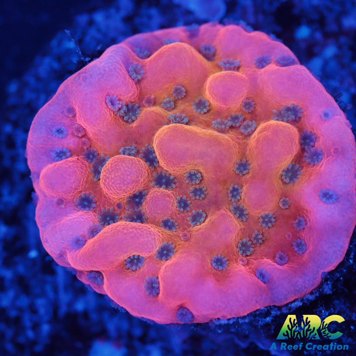 ASD Juggernaut Monti